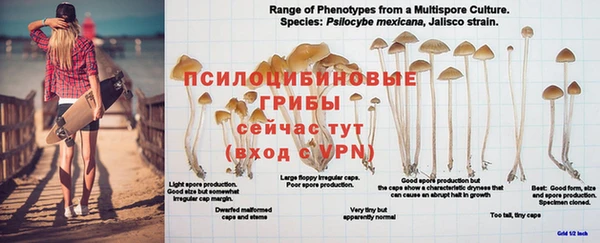 кокс Щигры